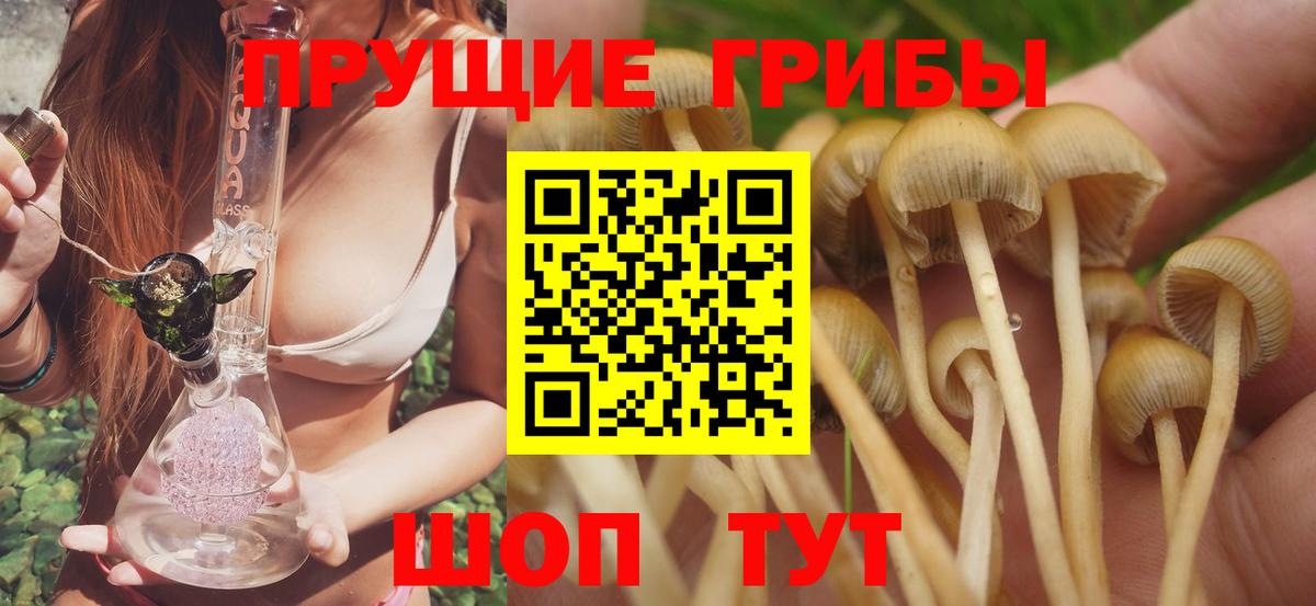 Галлюциногенные грибы Cubensis Новозыбков